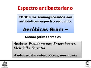 Espectro antibacteriano
TODOS los aminoglicósidos son
antibióticos espectro reducido.
Aeróbicas Gram –
•Incluye Pseudomonas, Enterobacter,
Klebsiella, Serratia
•Endocarditis enterocócica, neumonía
Gramnegativos aerobios
 