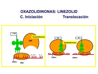 F-Met
ARNm
A U G C G C G G A U C
U A C
50S
30S
Oxazolidinonas
ARNmARNm
Oxazolidinonas
OXAZOLIDINONAS: LINEZOLID
C. Iniciación Translocación
 