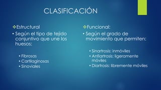 CLASIFICACIÓN
Estructural
• Según el tipo de tejido
conjuntivo que une los
huesos:
•Fibrosas
•Cartilaginosas
•Sinoviales
Funcional:
• Según el grado de
movimiento que permiten:
•Sinartrosis: inmóviles
•Anfiartrosis: ligeramente
móviles
•Diartrosis: libremente móviles
 