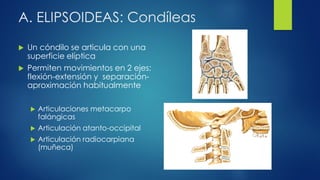 A. ELIPSOIDEAS: Condíleas
 Un cóndilo se articula con una
superficie elíptica
 Permiten movimientos en 2 ejes:
flexión-extensión y separación-
aproximación habitualmente
 Articulaciones metacarpo
falángicas
 Articulación atanto-occipital
 Articulación radiocarpiana
(muñeca)
 