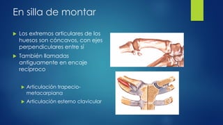 En silla de montar
 Los extremos articulares de los
huesos son cóncavos, con ejes
perpendiculares entre sí
 También llamadas
antiguamente en encaje
recíproco
 Articulación trapecio-
metacarpiana
 Articulación esterno clavicular
 