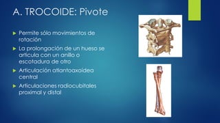 A. TROCOIDE: Pivote
 Permite sólo movimientos de
rotación
 La prolongación de un hueso se
articula con un anillo o
escotadura de otro
 Articulación atlantoaxoídea
central
 Articulaciones radiocubitales
proximal y distal
 