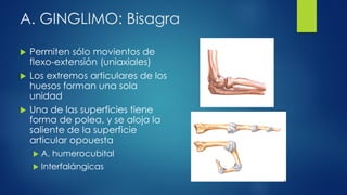 A. GINGLIMO: Bisagra
 Permiten sólo movientos de
flexo-extensión (uniaxiales)
 Los extremos articulares de los
huesos forman una sola
unidad
 Una de las superficies tiene
forma de polea, y se aloja la
saliente de la superficie
articular opouesta
 A. humerocubital
 Interfalángicas
 