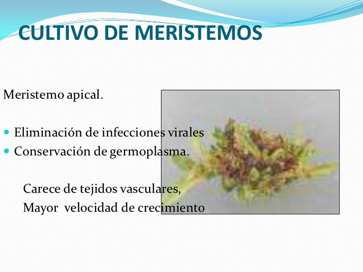Las polivitaminas para los cabellos de la caída las revocaciones