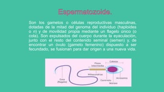 Generalidades de embriología.pptx