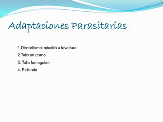 Adaptaciones Parasitarias
1.Dimorfismo: micelio a levadura
2.Talo en grano
3. Talo fumagoide
4. Esferula
 