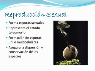 Reproducción Sexual
 Forma esporas sexuales
 Representa el estado
teleomorfo
 Formación de esporas
uni o multicelulares
 Asegura la dispersión y
conservación de las
especies
 