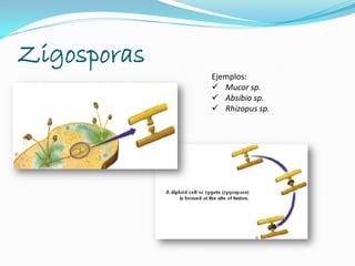 Zigosporas
Ejemplos:
 Mucor sp.
 Absibia sp.
 Rhizopus sp.
 