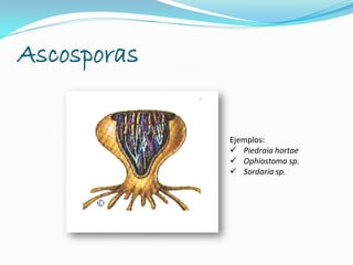 Ascosporas
Ejemplos:
 Piedraia hortae
 Ophiostoma sp.
 Sordaria sp.
 