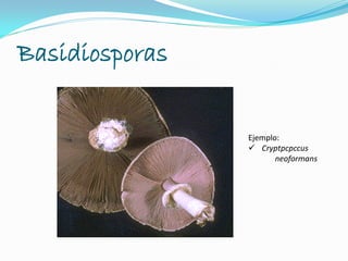 Basidiosporas
Ejemplo:
 Cryptpcpccus
neoformans
 