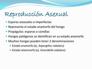 Reproducción Asexual
 Esporas asexuales o imperfectas
 Representa el estado anamorfo del hongo
 Propágulas: esporas o conidias
 Hongos patógenos se identifican en su estado anamorfo
 Muchos hongos pueden tener 2 denominaciones
 Estado anamorfo (ej. Aspergillus nidulans)
 Estado teleomorfo (ej. Emeridella nidulans)
 