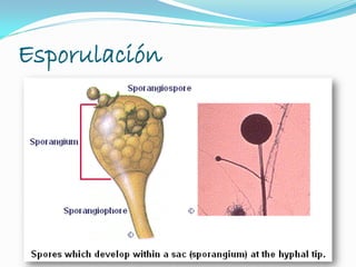 Esporulación
 