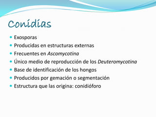 Conidias
 Exosporas
 Producidas en estructuras externas
 Frecuentes en Ascomycotina
 Único medio de reproducción de los Deuteromycotina
 Base de identificación de los hongos
 Producidos por gemación o segmentación
 Estructura que las origina: conidióforo
 