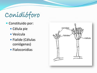 Conidióforo
 Constituido por:
 Célula pie
 Vesícula
 Fialide (Células
coniógenas)
 Fialoconidias
 