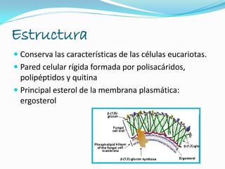Estructura
 Conserva las características de las células eucariotas.
 Pared celular rígida formada por polisacáridos,
polipéptidos y quitina
 Principal esterol de la membrana plasmática:
ergosterol
 