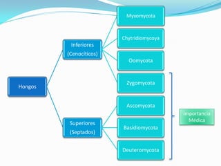 Hongos
Inferiores
(Cenocíticos)
Myxomycota
Chytridiomycoya
Oomycota
Zygomycota
Superiores
(Septados)
Ascomycota
Basidiomycota
Deuteromycota
Importancia
Médica
 