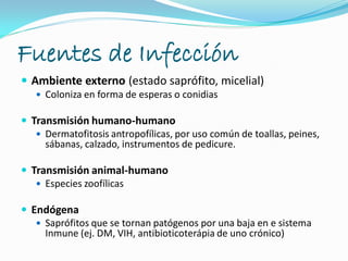 Fuentes de Infección
 Ambiente externo (estado saprófito, micelial)
 Coloniza en forma de esperas o conidias
 Transmisión humano-humano
 Dermatofitosis antropofílicas, por uso común de toallas, peines,
sábanas, calzado, instrumentos de pedicure.
 Transmisión animal-humano
 Especies zoofílicas
 Endógena
 Saprófitos que se tornan patógenos por una baja en e sistema
Inmune (ej. DM, VIH, antibioticoterápia de uno crónico)
 