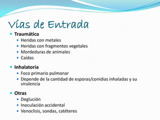 Vías de Entrada
 Traumática
 Heridas con metales
 Heridas con fragmentos vegetales
 Mordeduras de animales
 Caídas
 Inhalatoria
 Foco primario pulmonar
 Depende de la cantidad de esporas/conidias inhaladas y su
virulencia
 Otras
 Deglución
 Inoculación accidental
 Venoclisis, sondas, catéteres
 