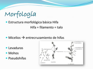 Morfología
 Estructura morfológica básica Hifa
Hifa = filamento = talo
 Micelios  entrecruzamiento de hifas
 Levaduras
 Mohos
 Pseudohifas
 