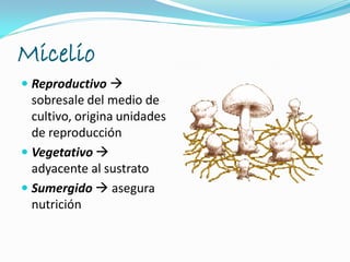 Micelio
 Reproductivo 
sobresale del medio de
cultivo, origina unidades
de reproducción
 Vegetativo 
adyacente al sustrato
 Sumergido  asegura
nutrición
 
