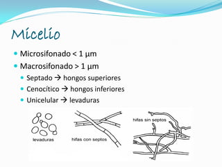 Micelio
 Microsifonado < 1 μm
 Macrosifonado > 1 μm
 Septado  hongos superiores
 Cenocítico  hongos inferiores
 Unicelular  levaduras
 