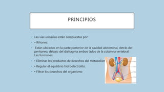 PRINCIPIOS
• Las vías urinarias están compuestas por:
• • Riñones:
• Están ubicados en la parte posterior de la cavidad abdominal, detrás del
peritoneo, debajo del diafragma ambos lados de la columna vertebral.
Las funciones:
• ▪ Eliminar los productos de desechos del metabolismo.
• ▪ Regular el equilibrio hidroelectrolito.
• ▪ Filtrar los desechos del organismo
 