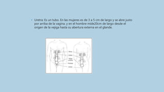 • Uretra: Es un tubo. En las mujeres es de 3 a 5 cm de largo y se abre justo
por arriba de la vagina. y en el hombre mide20cm de largo desde el
origen de la vejiga hasta su abertura externa en el glande.
 