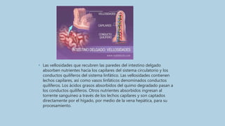 • Las vellosidades que recubren las paredes del intestino delgado
absorben nutrientes hacia los capilares del sistema circulatorio y los
conductos quilíferos del sistema linfático. Las vellosidades contienen
lechos capilares, así como vasos linfáticos denominados conductos
quilíferos. Los ácidos grasos absorbidos del quimo degradado pasan a
los conductos quilíferos. Otros nutrientes absorbidos ingresan al
torrente sanguíneo a través de los lechos capilares y son captados
directamente por el hígado, por medio de la vena hepática, para su
procesamiento.
 