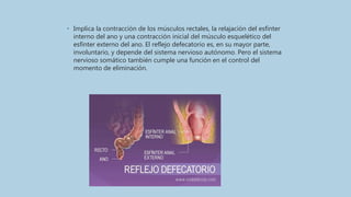 • Implica la contracción de los músculos rectales, la relajación del esfínter
interno del ano y una contracción inicial del músculo esquelético del
esfínter externo del ano. El reflejo defecatorio es, en su mayor parte,
involuntario, y depende del sistema nervioso autónomo. Pero el sistema
nervioso somático también cumple una función en el control del
momento de eliminación.
 