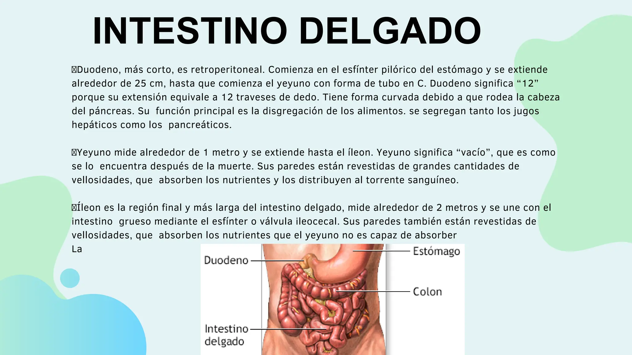 GENERALIDADES DE INTESTINO............. S | PDF