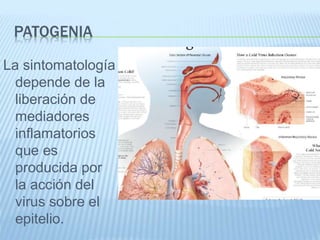 PATOGENIA
La sintomatología
depende de la
liberación de
mediadores
inflamatorios
que es
producida por
la acción del
virus sobre el
epitelio.
 