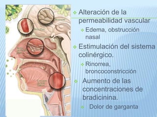  Alteración de la
permeabilidad vascular
 Edema, obstrucción
nasal
 Estimulación del sistema
colinérgico.
 Rinorrea,
broncoconstricción
 Aumento de las
concentraciones de
bradicinina.
 Dolor de garganta
 