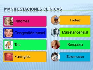 MANIFESTACIONES CLÍNICAS
Rinorrea
Congestión nasal
Tos
Faringitis
Fiebre
Malestar general
Ronquera
Estornudos
 