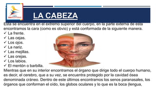 Esta se encuentra en el extremo superior del cuerpo, en la parte externa de esta
encontramos la cara (como es obvio) y está conformada de la siguiente manera.
 La frente.
 Las cejas.
 Los ojos.
 La nariz.
 Las mejillas.
 Las orejas.
 Los labios.
 El mentón o barbilla.
Mientras que en su interior encontramos el órgano que dirige todo el cuerpo humano,
es decir, el cerebro, que a su vez, se encuentra protegido por la cavidad ósea
denominada cráneo. Dentro de este últimos encontramos los senos paranasales, los
órganos que conforman el oído, los globos oculares y lo que es la boca (lengua,
LA CABEZA
 