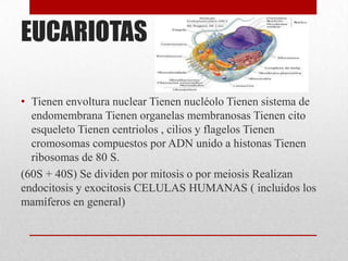 EUCARIOTAS
• Tienen envoltura nuclear Tienen nucléolo Tienen sistema de
endomembrana Tienen organelas membranosas Tienen cito
esqueleto Tienen centriolos , cilios y flagelos Tienen
cromosomas compuestos por ADN unido a histonas Tienen
ribosomas de 80 S.
(60S + 40S) Se dividen por mitosis o por meiosis Realizan
endocitosis y exocitosis CELULAS HUMANAS ( incluidos los
mamíferos en general)
 