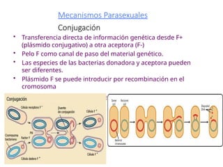 Mecanismos Parasexuales
Conjugación
• Transferencia directa de información genética desde F+
(plásmido conjugativo) a otra aceptora (F-)
• Pelo F como canal de paso del material genético.
• Las especies de las bacterias donadora y aceptora pueden
ser diferentes.
• Plásmido F se puede introducir por recombinación en el
cromosoma
bacteriano dando lugar a una célula Hfr.
 