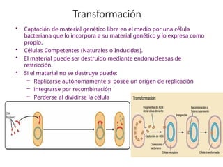 Transformación
• Captación de material genético libre en el medio por una célula
bacteriana que lo incorpora a su material genético y lo expresa como
propio.
• Células Competentes (Naturales o Inducidas).
• El material puede ser destruido mediante endonucleasas de
restricción.
• Si el material no se destruye puede:
– Replicarse autónomamente si posee un origen de replicación
– integrarse por recombinación
– Perderse al dividirse la célula
 