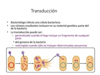 Transducción
• Bacteriofago infecta una célula bacteriana
• Los viriones resultantes incluyen en su material genético parte del
de la bacteria.
• La transducción puede ser:
– generalizada cuando el fago incluye un fragmento de cualquier
parte
• del genoma de la bacteria
– restringida cuando sólo se incluyen determinadas secuencias
• Ciertos fagos son portadores de factores de virulencia (toxina
diftérica
• Corynebacterium diphteriae.)
 