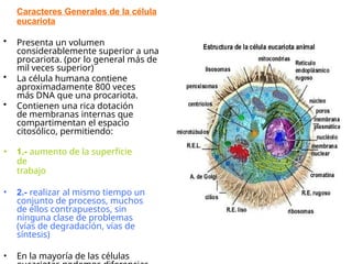 Caracteres Generales de la célula
eucariota
• Presenta un volumen
considerablemente superior a una
procariota. (por lo general más de
mil veces superior)
• La célula humana contiene
aproximadamente 800 veces
más DNA que una procariota.
• Contienen una rica dotación
de membranas internas que
compartimentan el espacio
citosólico, permitiendo:
• 1.- aumento de la superficie
de
trabajo
• 2.- realizar al mismo tiempo un
conjunto de procesos, muchos
de ellos contrapuestos, sin
ninguna clase de problemas
(vías de degradación, vías de
síntesis)
• En la mayoría de las células
 