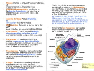 • Núcleo: Donde se encuentra encerrado todo
el
material genético. Presenta doble
membrana.
• Retículo endoplasmático: Implicado en
la síntesis de proteínas de membrana,
lisosomales, de secreción y lípidos de
membrana
• Aparato de Golgi: Actúa dirigiendo
la
circulación de determinadas
proteínas
• Mitocondrias: Generan la mayor parte del
ATP
para impulsar las reacciones biosintéticas
• Cloroplastos: Transforman la energía
electromagnética del sol en energía
química formando compuestos orgánicos
• Lisosomas: contienen enzimas que
realizan procesos de digestión celular
degradando macromoléculas procedentes
del interior o exterior de la célula sin
afectar a la estructura celular
• Peroxisomas: Pequeños compartimentos
vesiculares con enzimas que intervienen
en diversas reacciones oxidativas donde
se generan peróxidos peligrosamente
reactivos.
• Citosol: Se define como el espacio que
queda entre todos estos sistemas
membranosos y la membrana plasmática...
En el ocurren la mayor parte del
metabolismo intermedio.
• Todas las células eucariotas presentan
un esqueleto interno el citoesqueleto,
que confiere a la célula forma, movilidad
interior y capacidad para disponer sus
orgánulos y transportarlos de una parte
a otra de la célula.
Es una estructura en red constituida por
filamentos proteicos, que debieron
aparecer en una época muy temprana de
la evolución, ya que se presenta en todas
las eucariota de manera casi idéntica.
• Finalmente los ribosomas, agregados
moleculares directamente implicados
en la síntesis proteica.
 