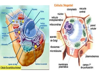 Célula Vegetal
 