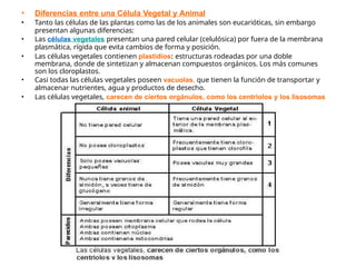 • Diferencias entre una Célula Vegetal y Animal
• Tanto las células de las plantas como las de los animales son eucarióticas, sin embargo
presentan algunas diferencias:
• Las células vegetales presentan una pared celular (celulósica) por fuera de la membrana
plasmática, rígida que evita cambios de forma y posición.
• Las células vegetales contienen plastidios: estructuras rodeadas por una doble
membrana, donde de sintetizan y almacenan compuestos orgánicos. Los más comunes
son los cloroplastos.
• Casi todas las células vegetales poseen vacuolas, que tienen la función de transportar y
almacenar nutrientes, agua y productos de desecho.
• Las células vegetales, carecen de ciertos orgánulos, como los centriolos y los lisosomas
 