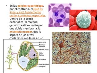 • En las células eucarióticas,
por el contrario, el DNA es
lineal y está fuertemente
unido a proteínas especiales.
Dentro de la célula
eucariótica, el material
genético está rodeado por
una doble membrana, la
envoltura nuclear, que lo
separa de los otros
contenidos celulares en un
núcleo bien definido
 