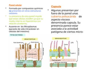 Pared celular
• Formada por compuestos químicos
no presentes en otras estructuras
celulares
• La presencia de esta pared impide
que estas células estallen ya que su
medio interno es hipertónico con
relación al externo.
• Ausente en los Micoplasmas
(parasito de vida intracelular en
cédulas del intestino)
Capsula
• Algunas presentan por
fuera de la pared unas
cubierta polisacárida de
aspecto viscoso
denominada capsula. Su
presencia parece estar
asociada a la actividad
patógena de ciertos micro-
organismos
 