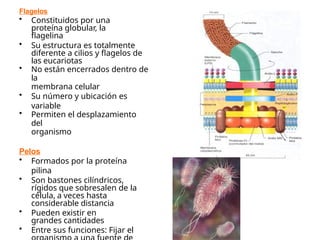 Flagelos
• Constituidos por una
proteína globular, la
flagelina
• Su estructura es totalmente
diferente a cilios y flagelos de
las eucariotas
• No están encerrados dentro de
la
membrana celular
• Su número y ubicación es
variable
• Permiten el desplazamiento
del
organismo
Pelos
• Formados por la proteína
pilina
• Son bastones cilíndricos,
rígidos que sobresalen de la
célula, a veces hasta
considerable distancia
• Pueden existir en
grandes cantidades
• Entre sus funciones: Fijar el
 
