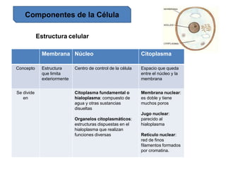 Componentes de la Célula
Membrana Núcleo Citoplasma
Concepto Estructura
que limita
exteriormente
Centro de control de la célula Espacio que queda
entre el núcleo y la
membrana
Se divide
en
Citoplasma fundamental o
hialoplasma: compuesto de
agua y otras sustancias
disueltas
Organelos citoplasmáticos:
estructuras dispuestas en el
hialoplasma que realizan
funciones diversas
Membrana nuclear:
es doble y tiene
muchos poros
Jugo nuclear:
parecido al
hialoplasma
Retículo nuclear:
red de finos
filamentos formados
por cromatina.
Estructura celular
 