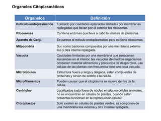 Organelos Citoplasmáticos
Organelos Definición
Retículo endoplasmatico Formado por cavidades aplanadas limitadas por membranas
replegadas que llevan por el exterior los ribosomas.
Ribosomas Contiene enzimas que lleva a cabo la síntesis de proteínas
Aparato de Golgi Se parece al retículo endoplasmatico pero no tiene ribosomas.
Mitocondria Son como bastones compuestos por una membrana externa
lisa y otra interna replegada.
Vacuola Cavidades limitadas por una membrana que almacenan
sustancias en el interior, las vacuolas de muchos organismos
contienen material alimenticio y productos de desperdicio. Las
células de las plantas con frecuencia tiene una sola vacuola.
Microtúbulos Estructura hueca y larga y delgada, están compuestas de
proteínas y sirven de sostén a la célula.
Microfilamentos Pueden causar que el citoplasma se mueva dentro de la
célula.
Centriolos Localizados justo fuera de núcleo en alguna células animales,
no se encuentran en células de plantas, cuando están
presentes funcionan en la reproducción celular.
Cloroplastos Solo existen en células de plantas verdes; se componen de
una membrana lisa externa y otra interna replegada.
 