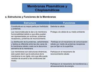 Membranas Plasmáticas y
Citoplasmáticas
a. Estructuras y Funciones de la Membranas
Estructura Funciones
Constituida en su mayor parte por fosfolípido
y proteínas.
Delimita la célula
Las macromoléculas le dan a la membrana
funcionabilidad debido a que ellos pueden
ser representadas por enzimas, proteínas
receptoras y proteínas de reconocimiento.
Protege a la célula de su medio ambiente
La distribución de la proteínas, carbohidratos
y lípidos es diferente entre las dos caras de
la membrana celular a esto se le denomina
asimetría de la membrana.
Participa en el mecanismo de comunicación
celular por medio de proteínas receptoras
que se fijan en la superficie.
Las membranas son estructuras dinámicas,
esto quiere decir que la estructura de la
membrana no es rígida, sino que ella puede
cambiar de acuerdo a las condiciones del
medio.
Participa en el mecanismo de
reconocimiento celular.
Participa en el mecanismo de transferencia y
almacenamiento de energía.
 