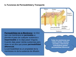 b. Funciones de Permeabilidad y Transporte
Permeabilidad de la Membrana: se dice
que una membrana es permeable si
permite el paso de cualquier sustancia e
impermeable si no deja pasar ninguna.
Cuando deja pasar ciertas sustancias pero
otras no se dice que posee permeabilidad
diferencial.
La permeabilidad es un propiedad de la
membrana no de la sustancia de difusión.
Todas las membranas que
rodean células, núcleos,
vacuolas y estructuras
subcelulares poseen
permeabilidad diferencial
 