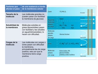 Factores que
afectan el paso
de una sustancia a través
de la membrana celular
Tamaño de la
molécula
Las moléculas grandes no
pueden pasar con facilidad
la membrana (la glucosa)
Solubilidad de
la membrana
Moléculas solubles en
grasa (liposolubles) pasan
con facilidad y las solubles
en agua(hidrosolubles), lo
hacen con dificultad.
Cargas de la
molécula
Las moléculas con cargas o
iones pasan con dificultad
la membrana,
principalmente las de carga
positiva, esto por que la
membrana tiene carga
positiva.
 